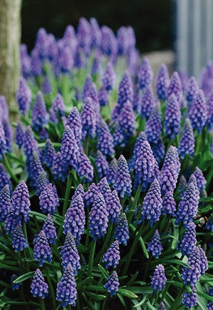 Muscari Grape Hyacinths Bulbs 20 Pack
