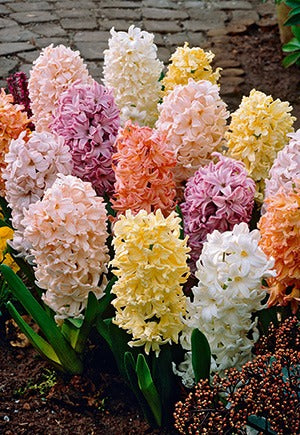 Easter Joy Mixture Hyacinth Bulbs 5/Pack
