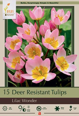 Lilac Wonder Tulip Bulbs 15 Pack