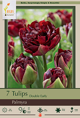 Palmyra Tulip Bulbs 7 Pack