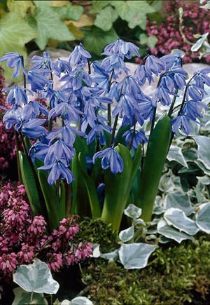 Scilla Siberian Squill Bulbs 15 Pack