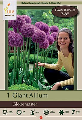 Allium Globemaster Bulb 1/Pack