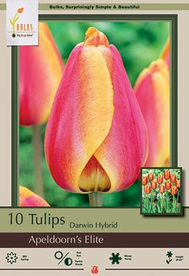 Apeldoorn's Elite Tulip Bulbs 7/Pack