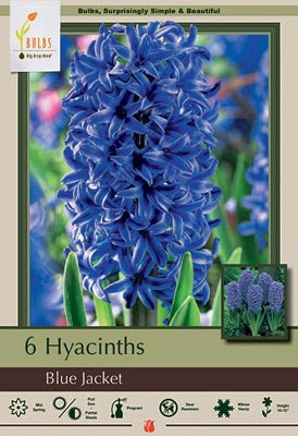 Blue Jacket Hyacinth Bulbs 5 Pack