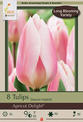 Apricot Delight Tulip Bulbs 7/Pack
