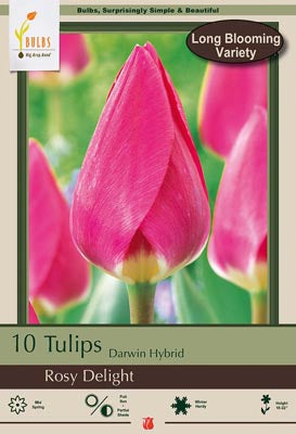 Rosy Delight Tulip Bulbs 7/Pack