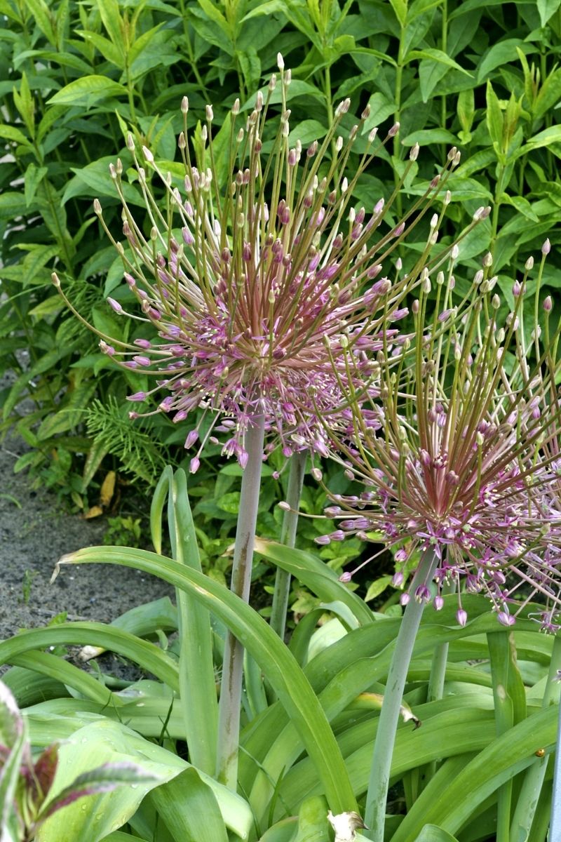 DeVroomen Allium Schubertii Bulbs 3/Pack