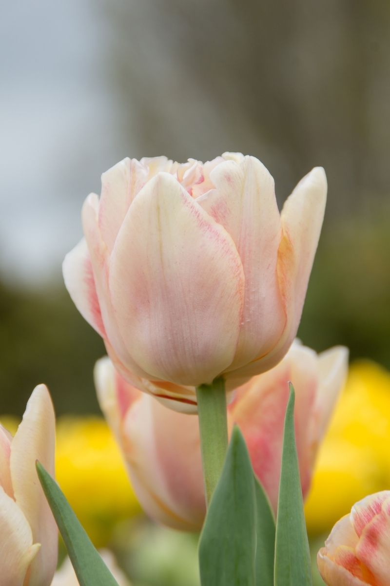 DeVroomen Tulips Double Early Foxy Foxtrot Bulbs 5/Pack