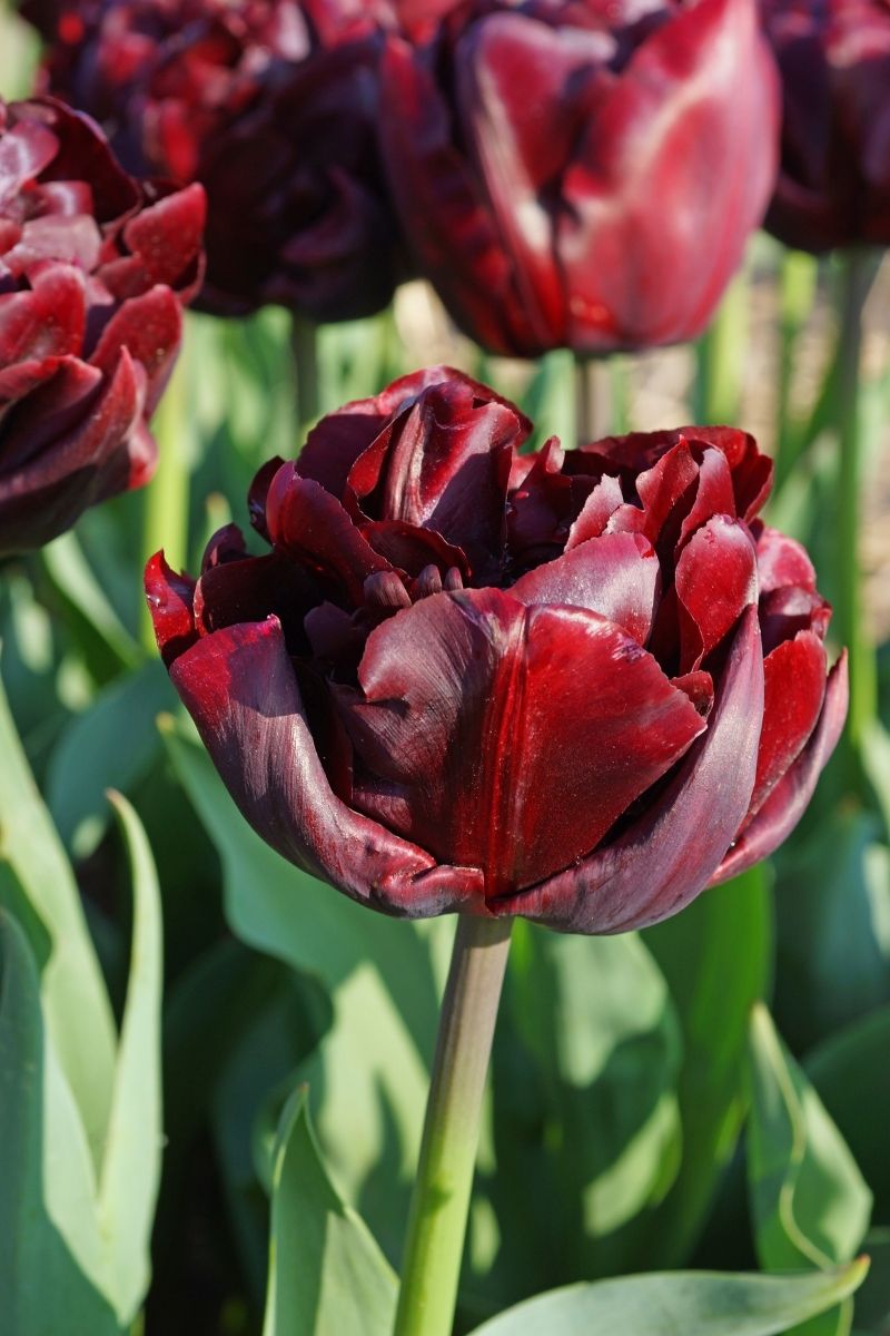 DeVroomen Tulips Double Early Palmyra Bulbs 5/Pack