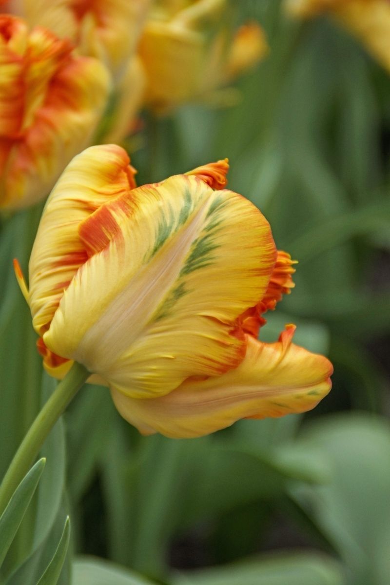 DeVroomen Tulipa Parrot King Bulbs 5/Pack