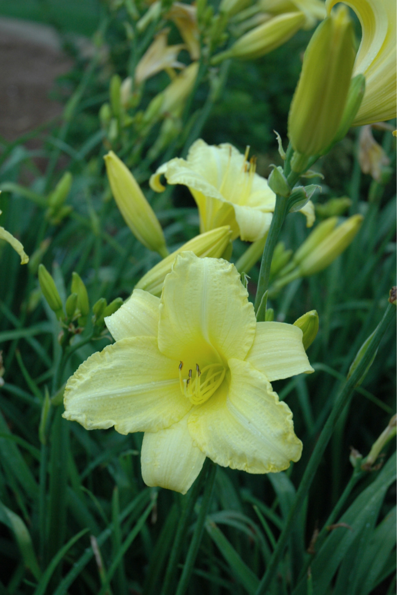 Daylily, Happy Returns