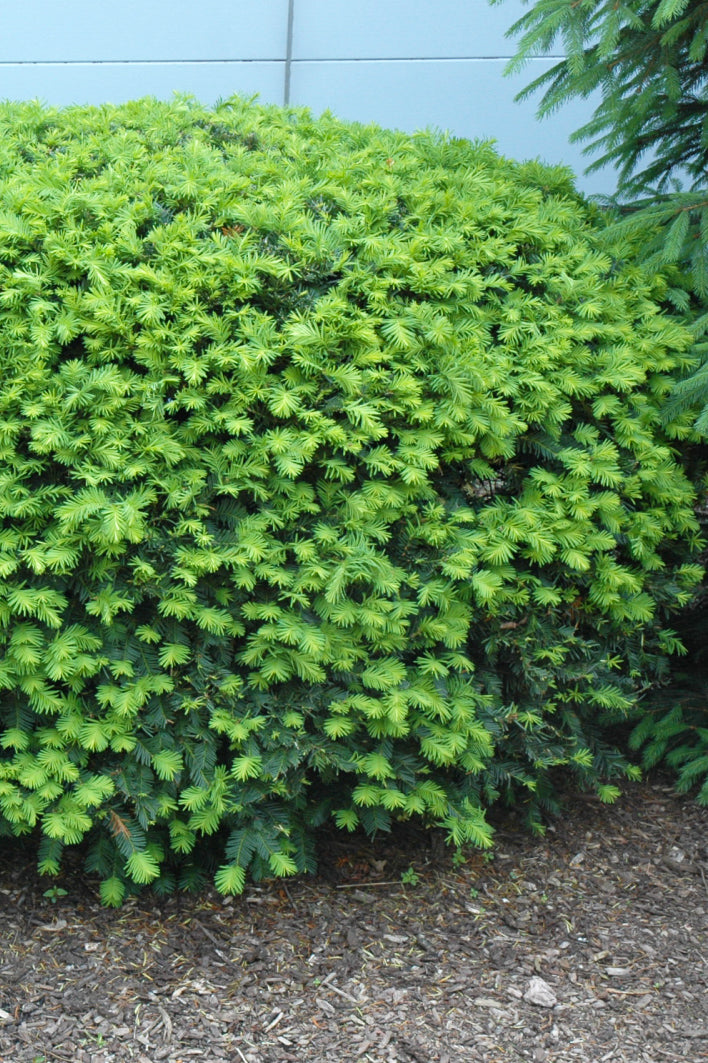 Yew, Densiformis