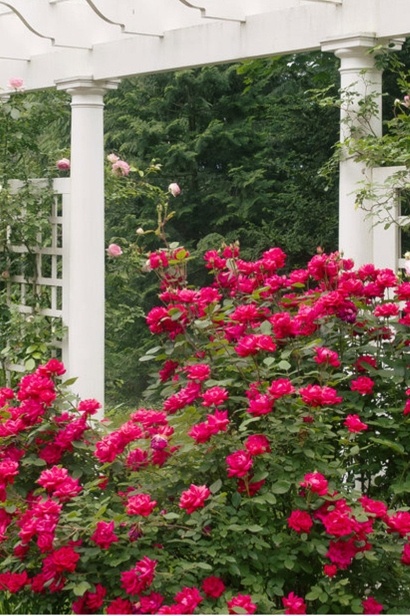Rose, Knock Out Double Red