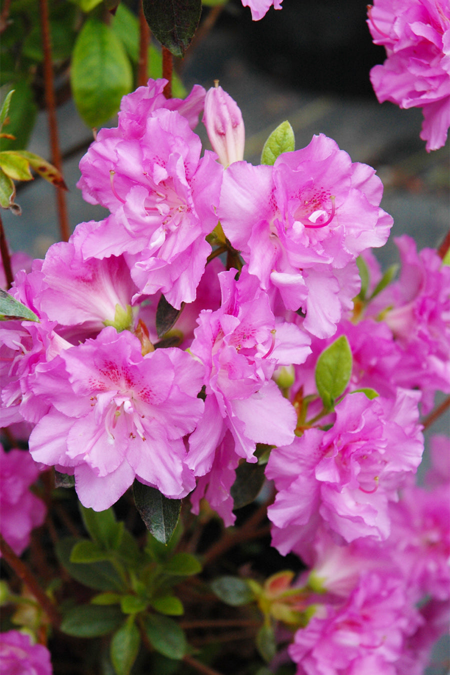 Azalea, Elsie Lee