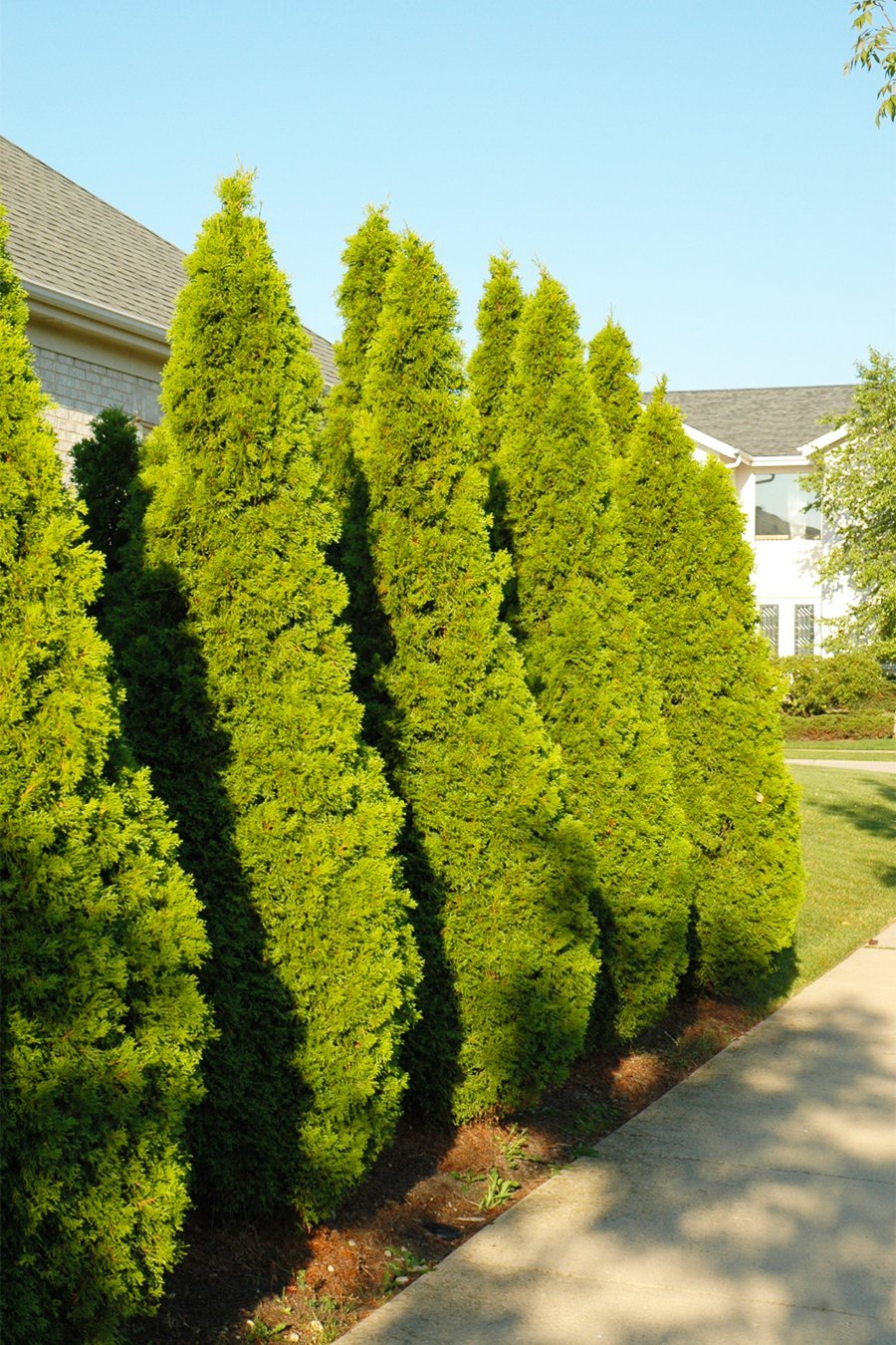 Arborvitae, Emerald Green