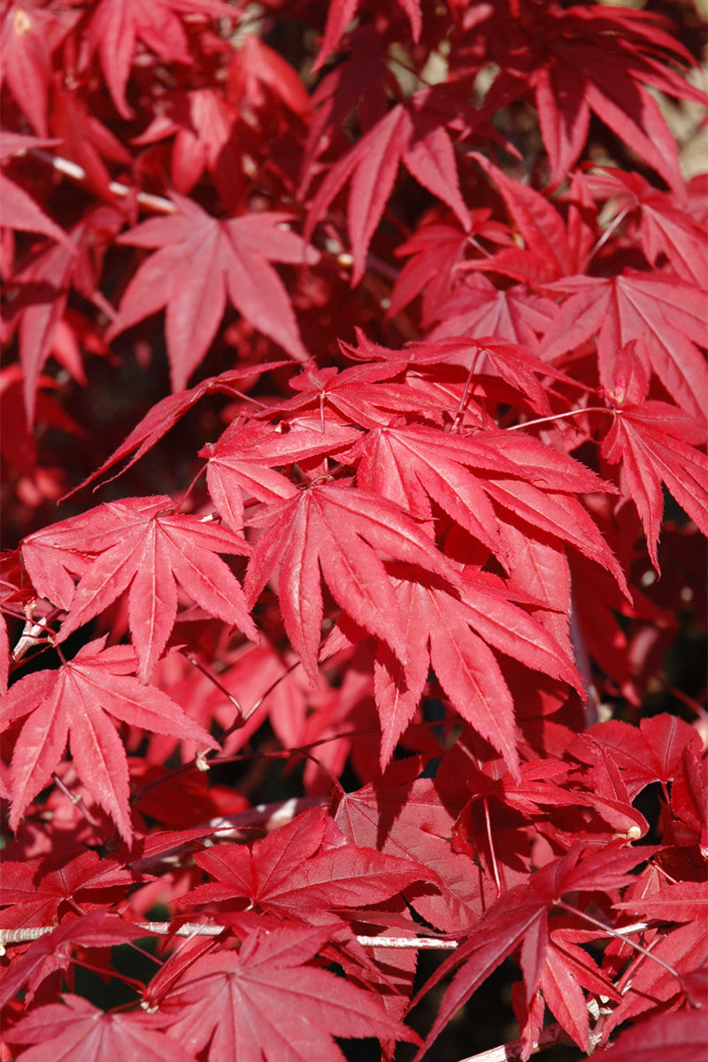 Maple, Japanese Emperor I
