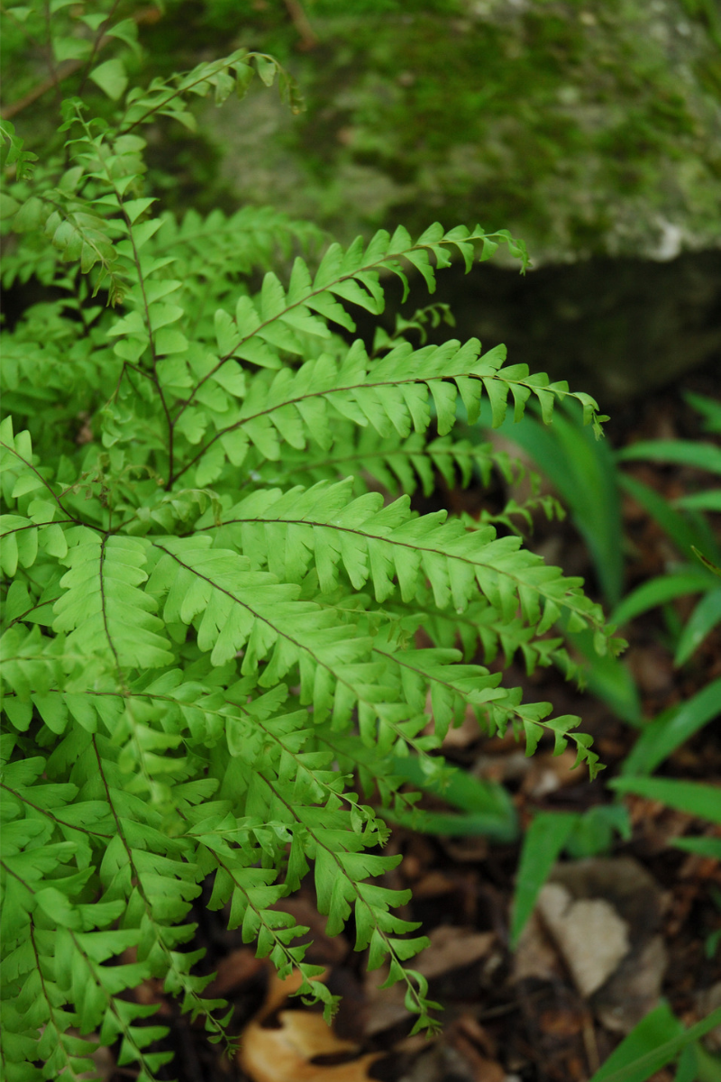 Fern, Maidenhair
