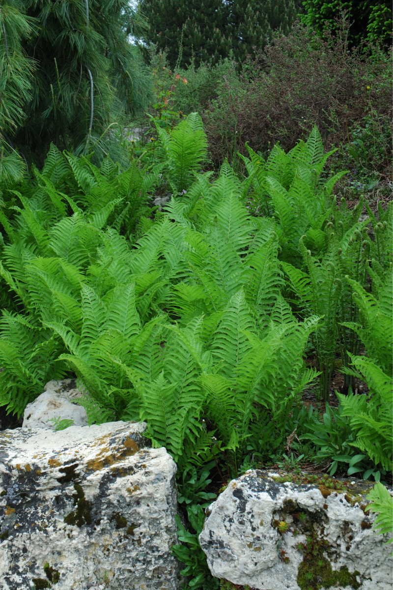 Fern, Ostrich