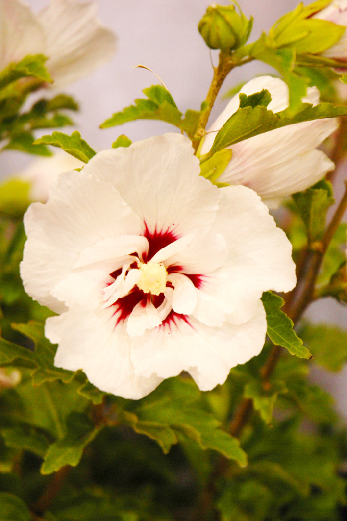 Rose Of Sharon, Fiji