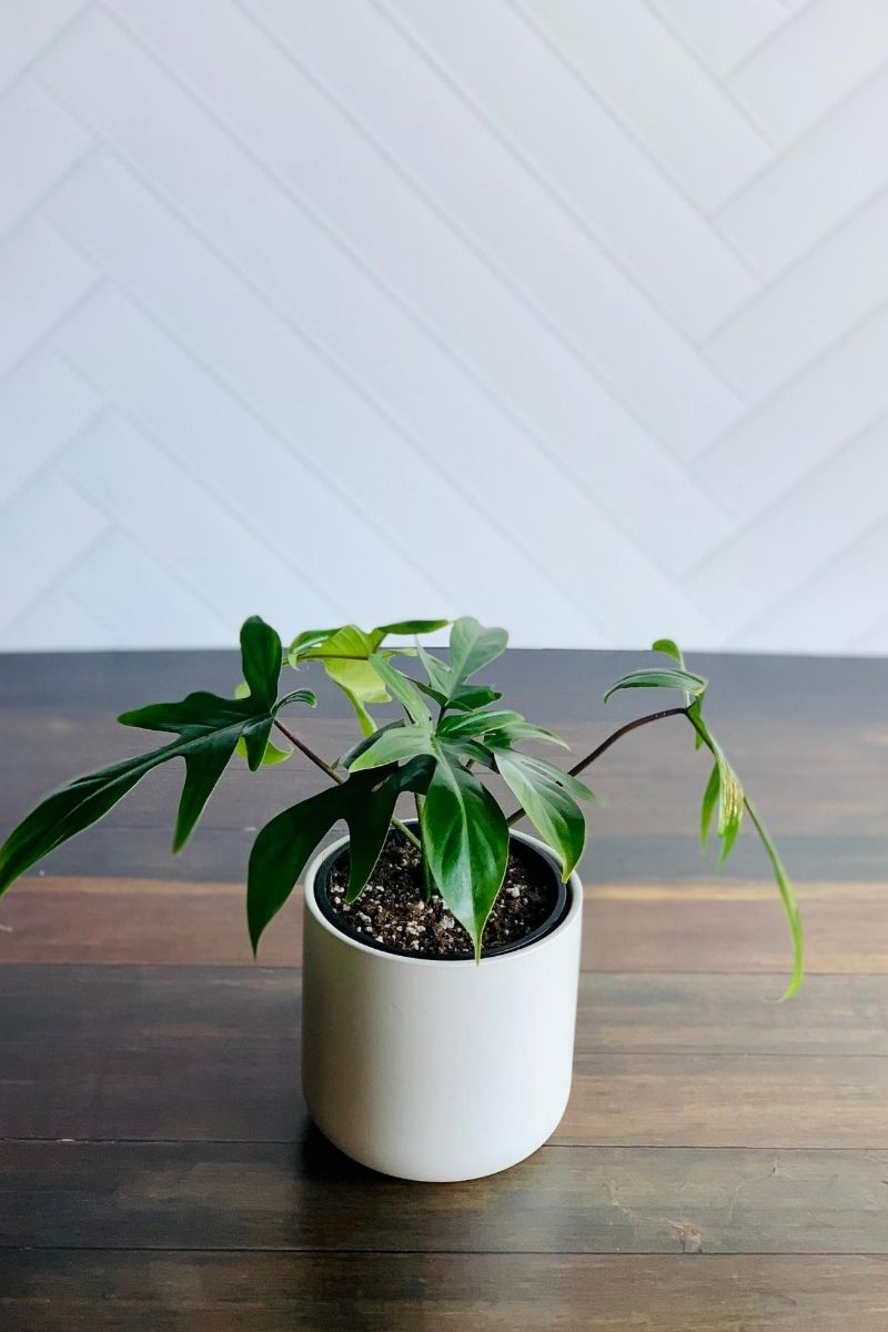 Philodendron Florida Ghost 4"