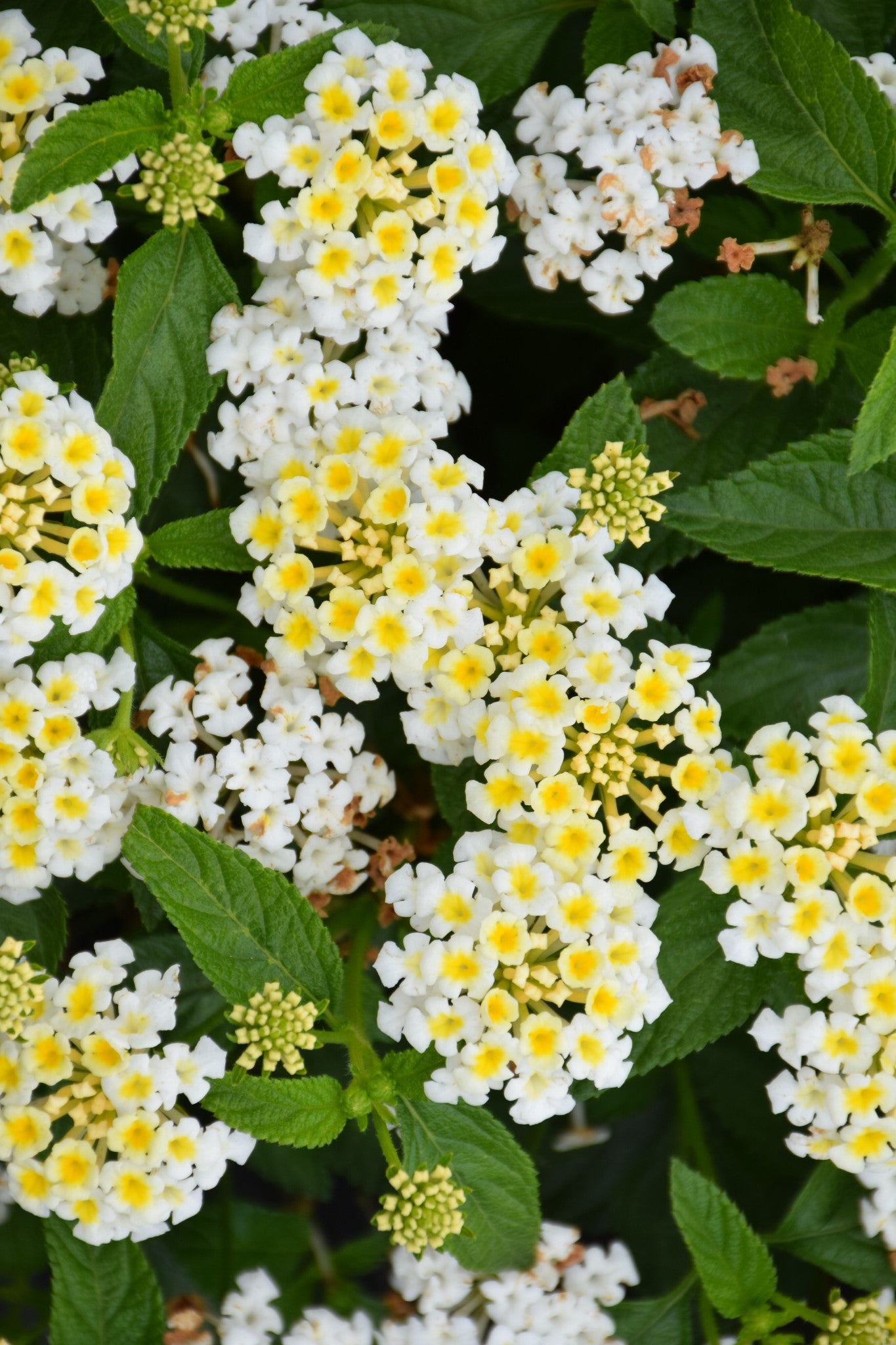 Lantana Bandana White