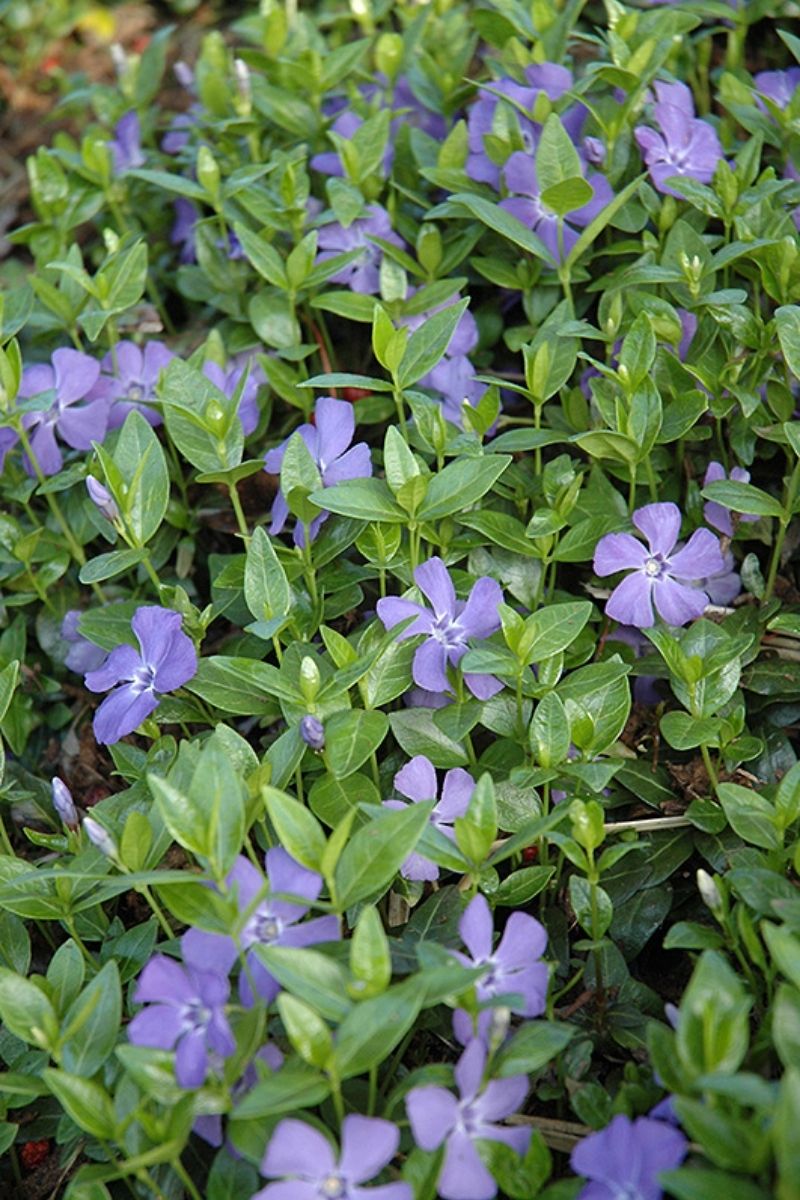Vinca Minor, Darts Blue