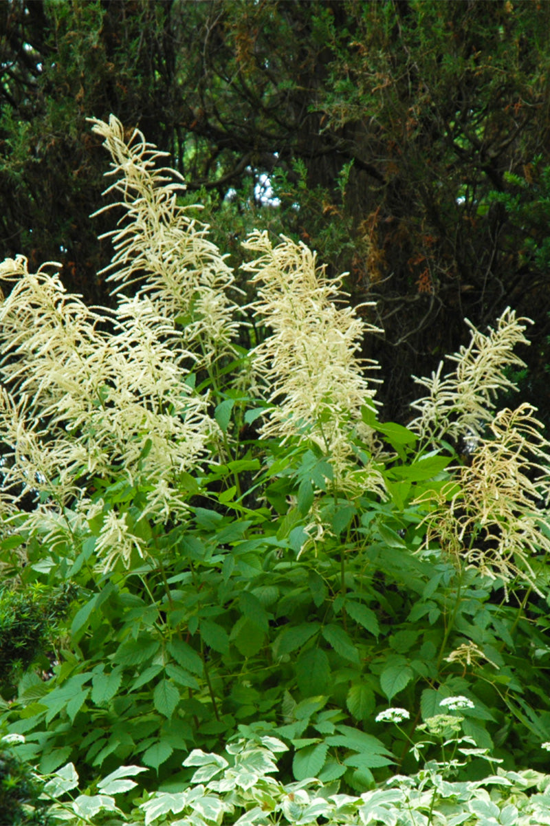 Goat's Beard