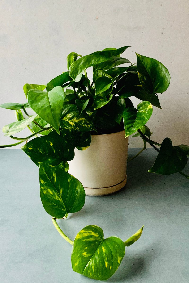 Pothos, Golden 6"