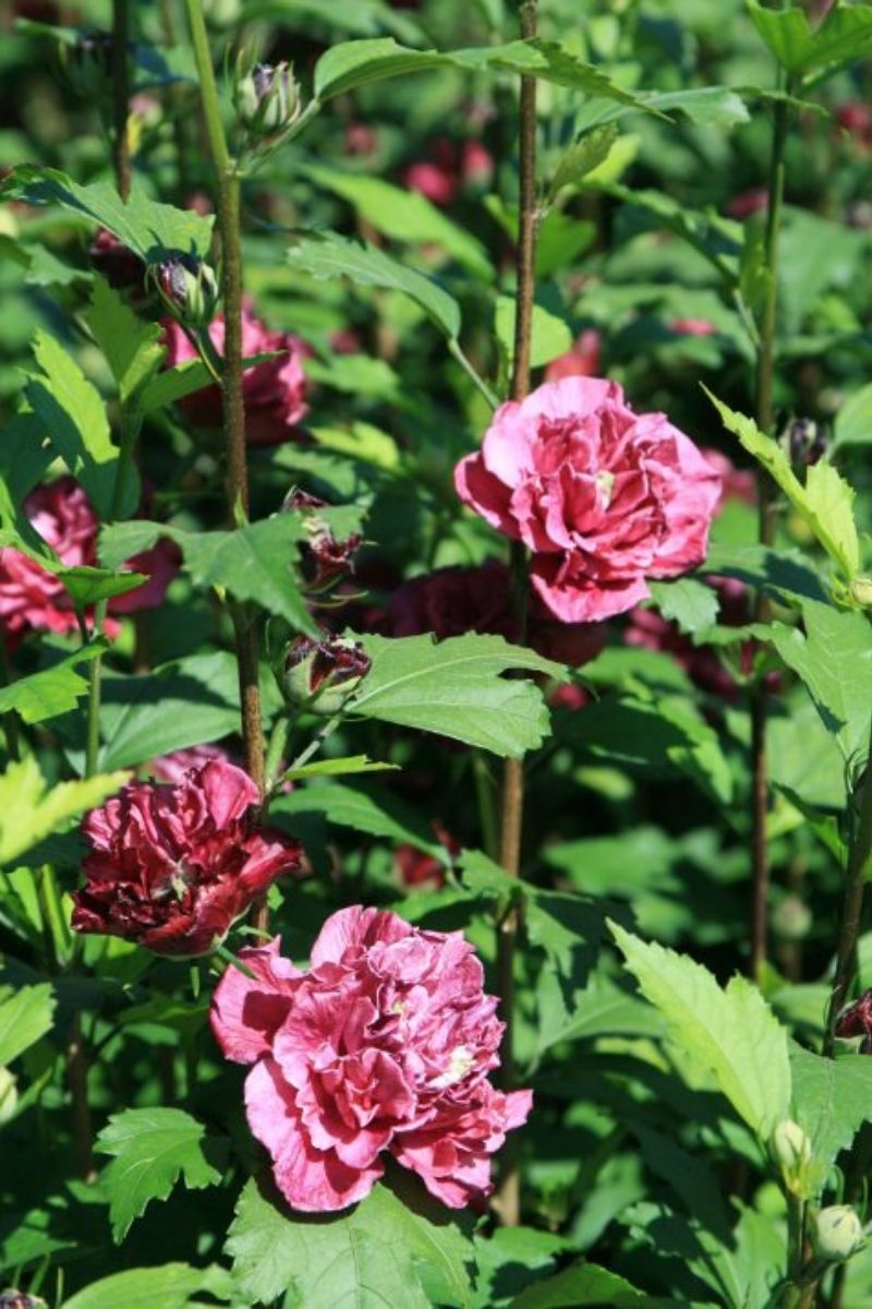 Rose Of Sharon, French Cabaret Red