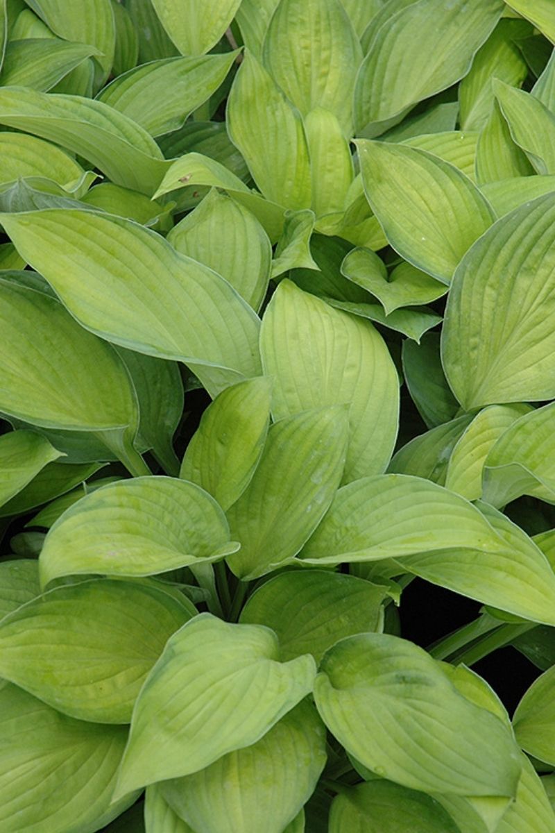 Hosta, Gold Standard