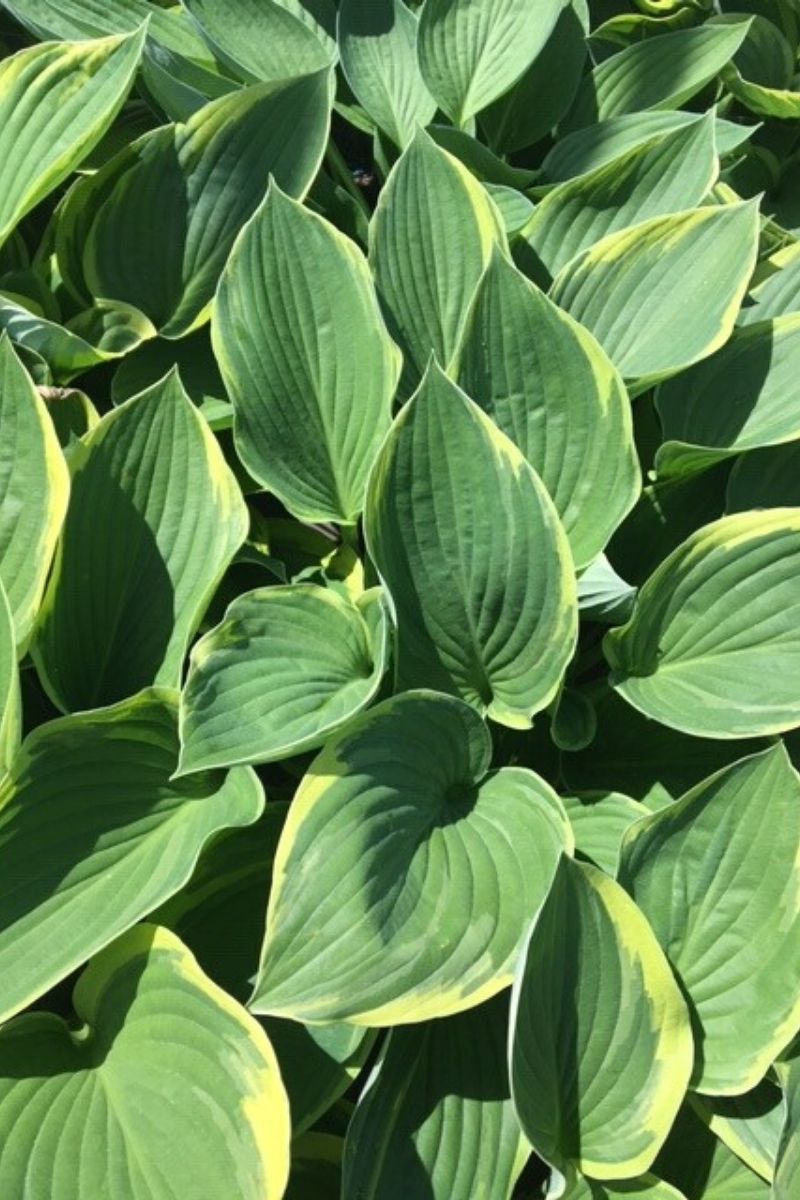 Hosta, Aureomarginata
