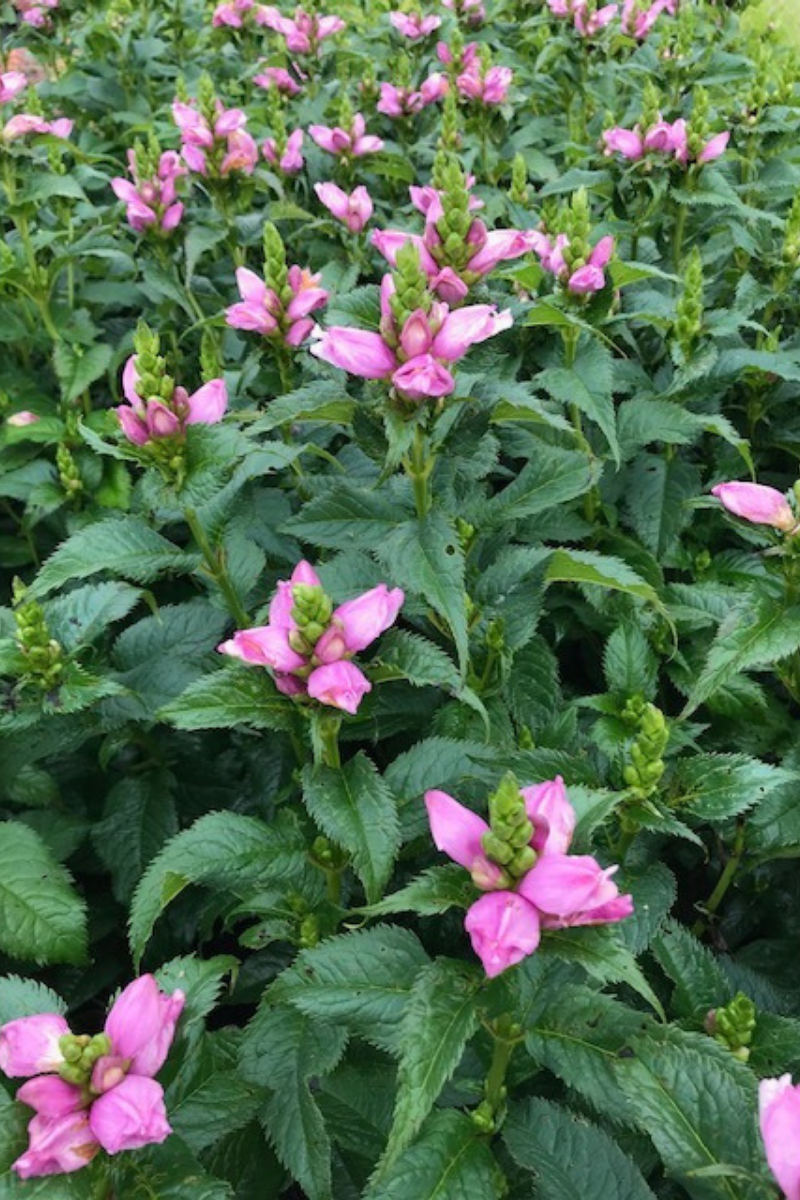 Turtlehead, Hot Lips