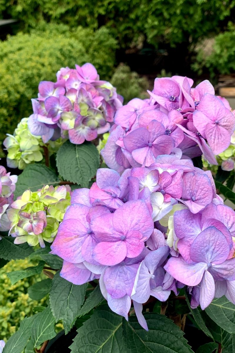 Hydrangea, Bloomstruck