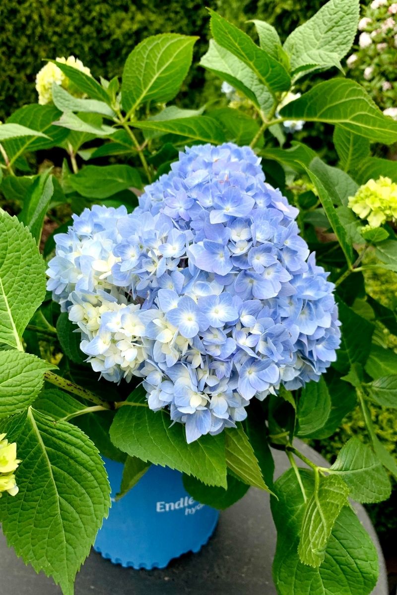 Hydrangea, Endless Summer