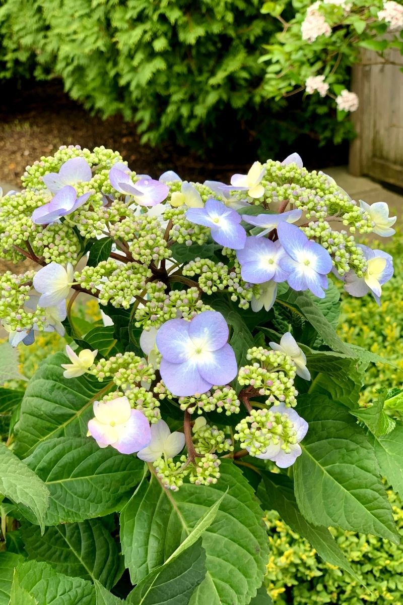 Hydrangea, Twist-N-Shout
