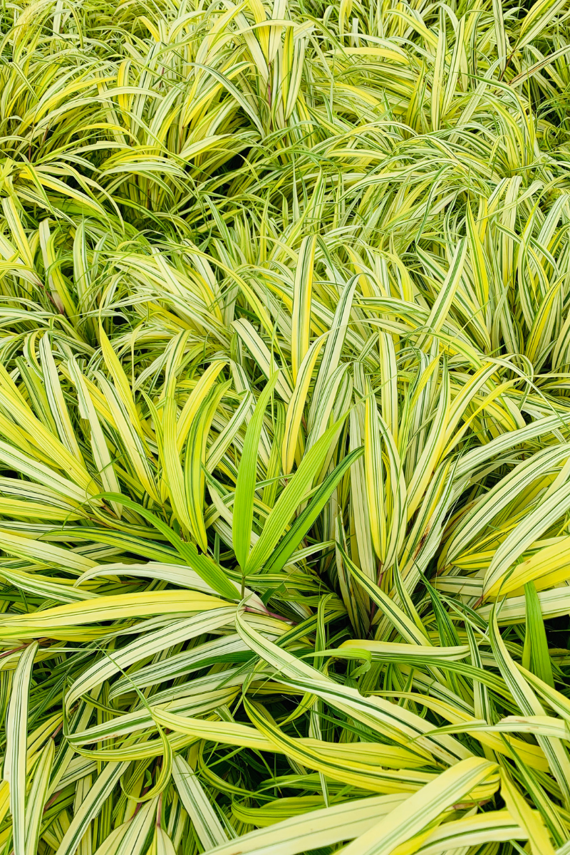 Grass, Hakone Golden