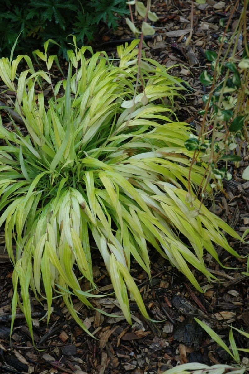 Grass, Hakone- All Gold