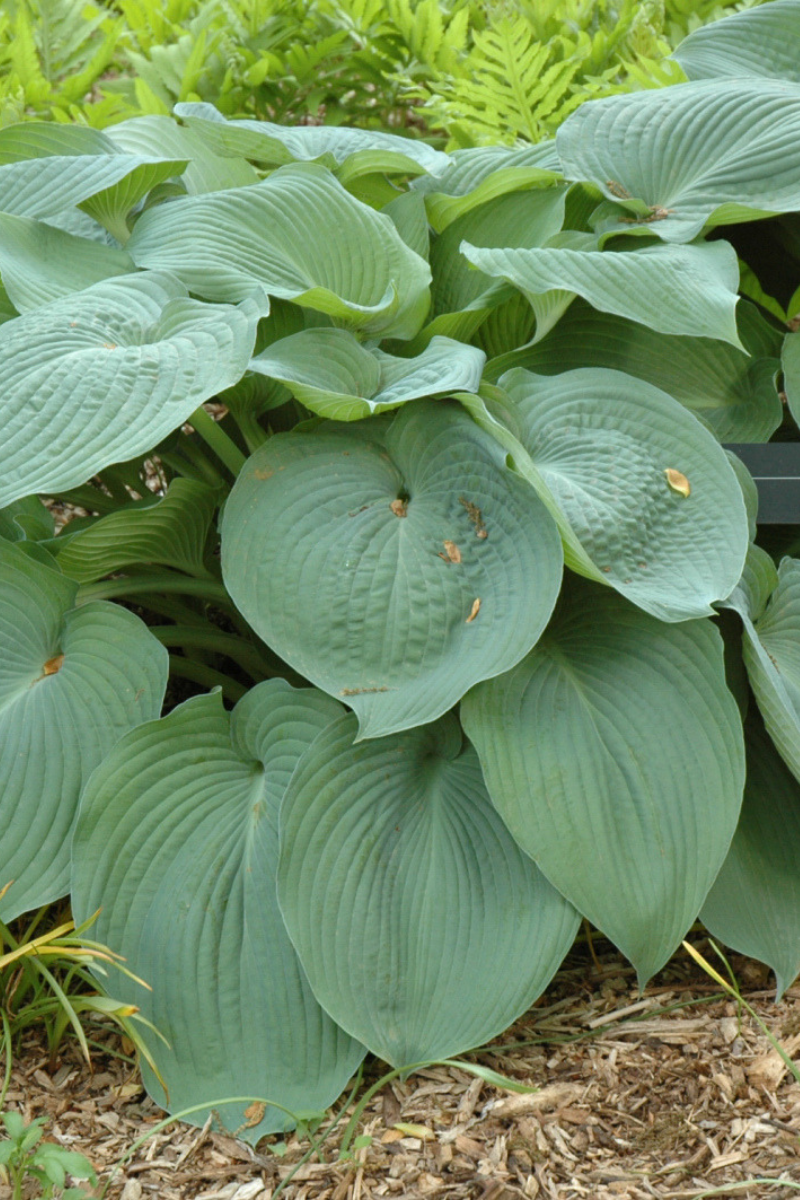 Hosta, Big Daddy