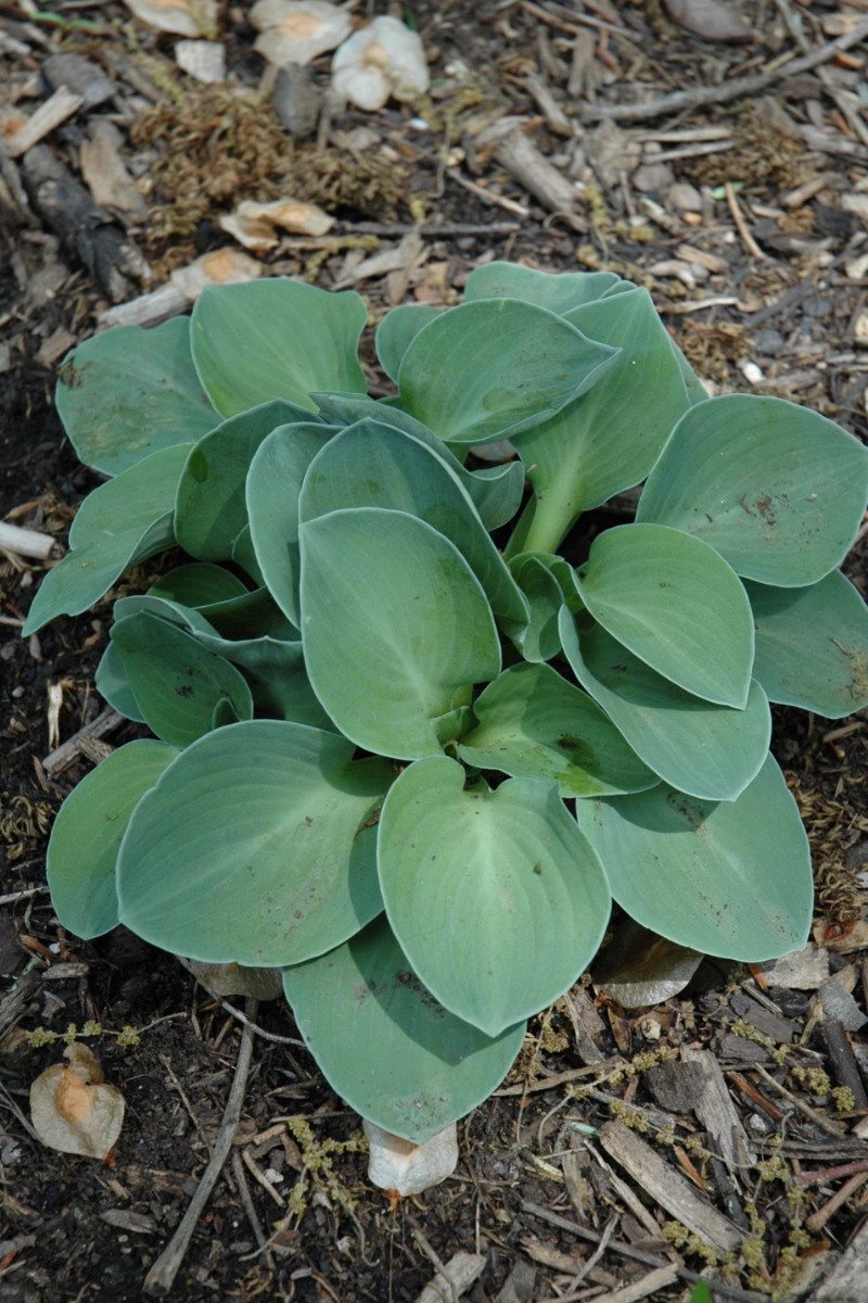 Hosta, Blue Mouse Ears