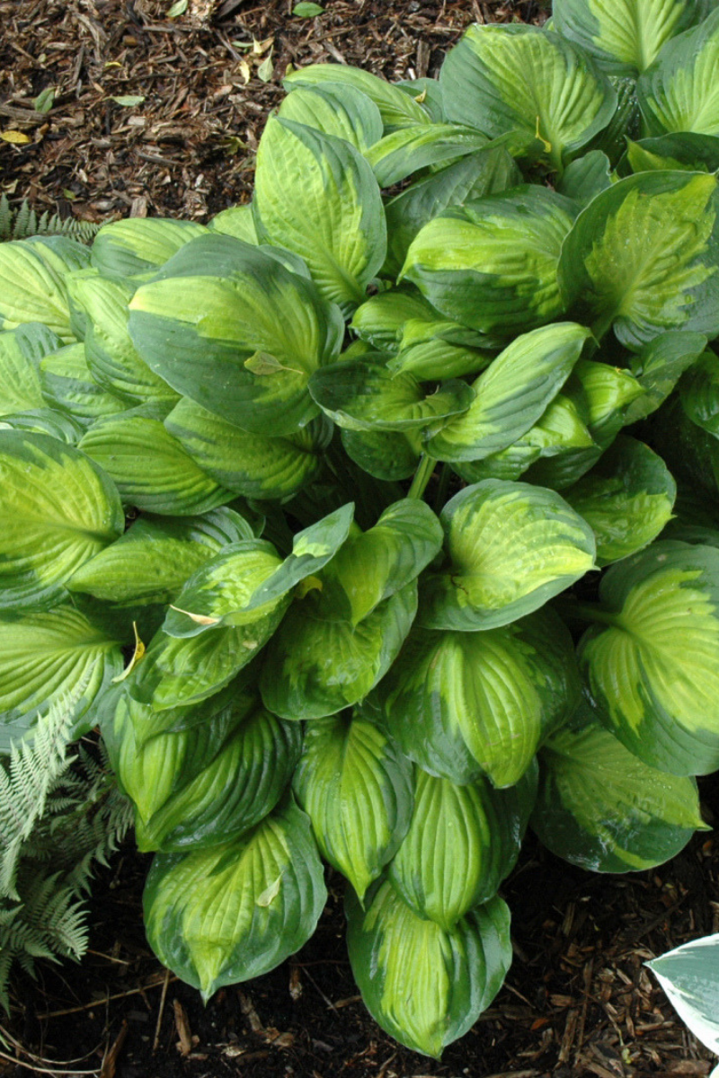 Hosta, Captain Kirk
