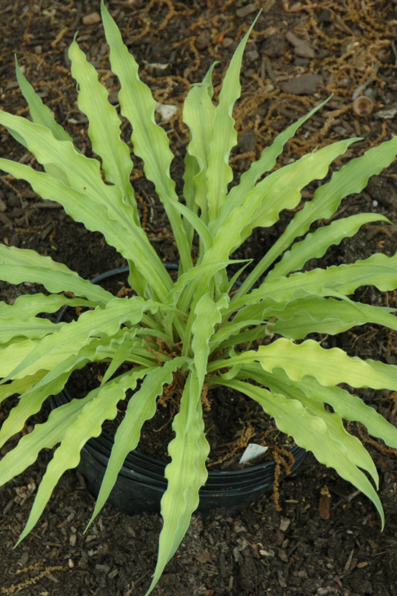 Hosta, Curly Fries