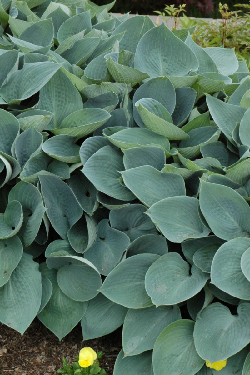 Hosta, Halcyon
