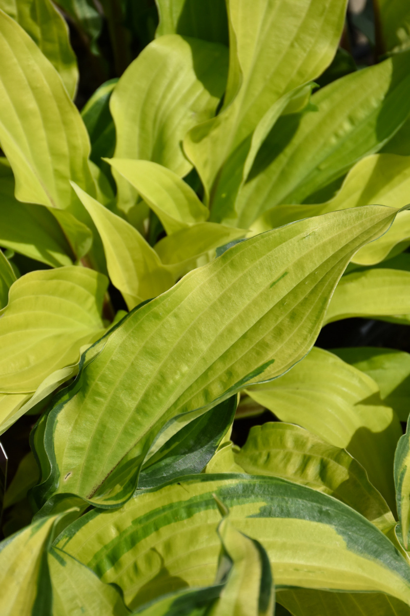 Hosta, Island Breeze