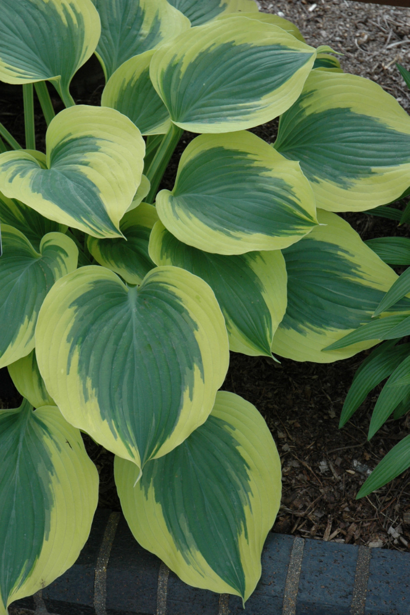 Hosta, Liberty