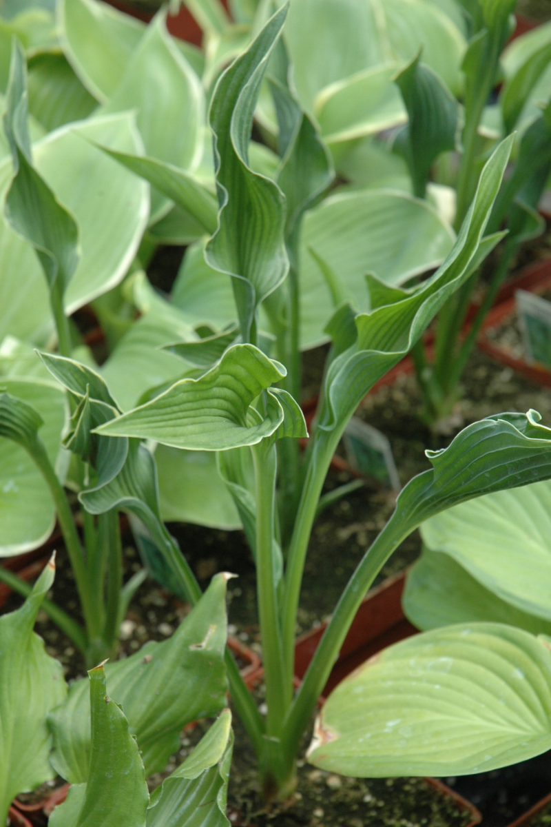 Hosta, Praying Hands