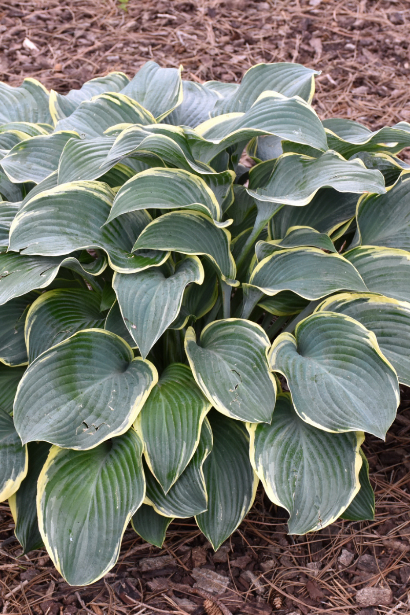 Hosta, Regal Splendor