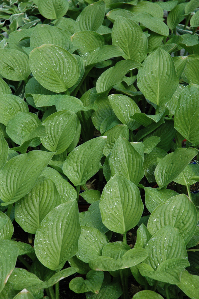 Hosta, Royal Standard