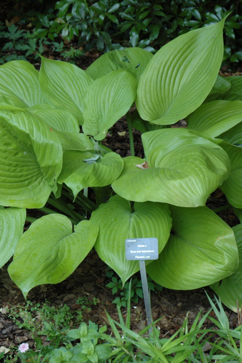Hosta, Sum And Substance