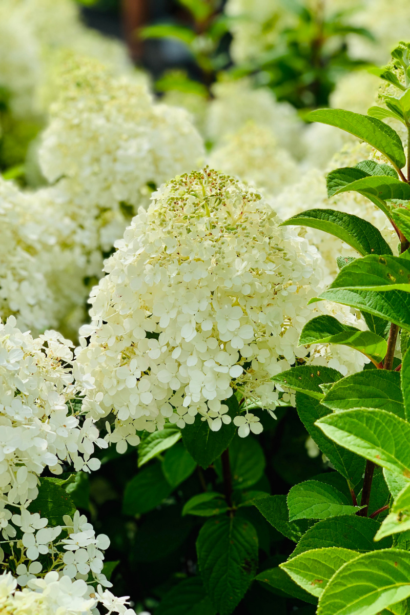 Hydrangea, Panicle Bobo