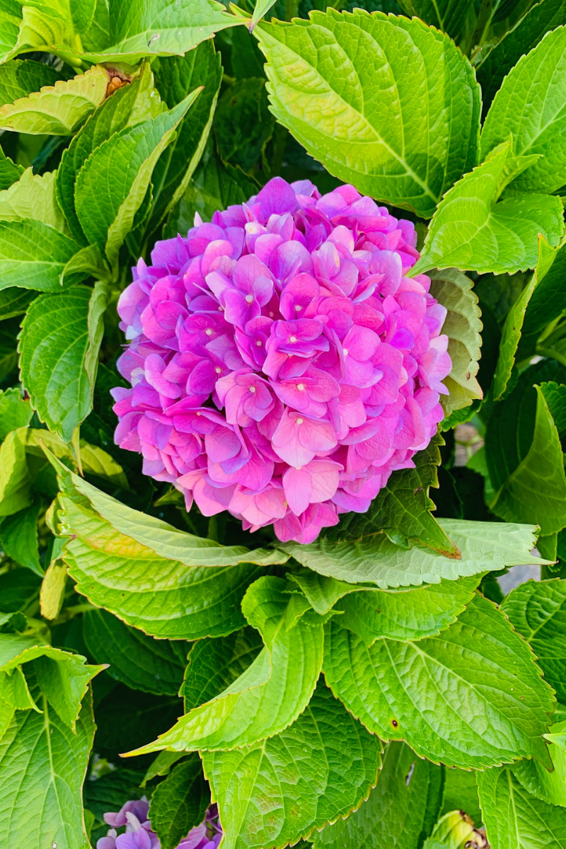 Hydrangea, L.A. Dreaming